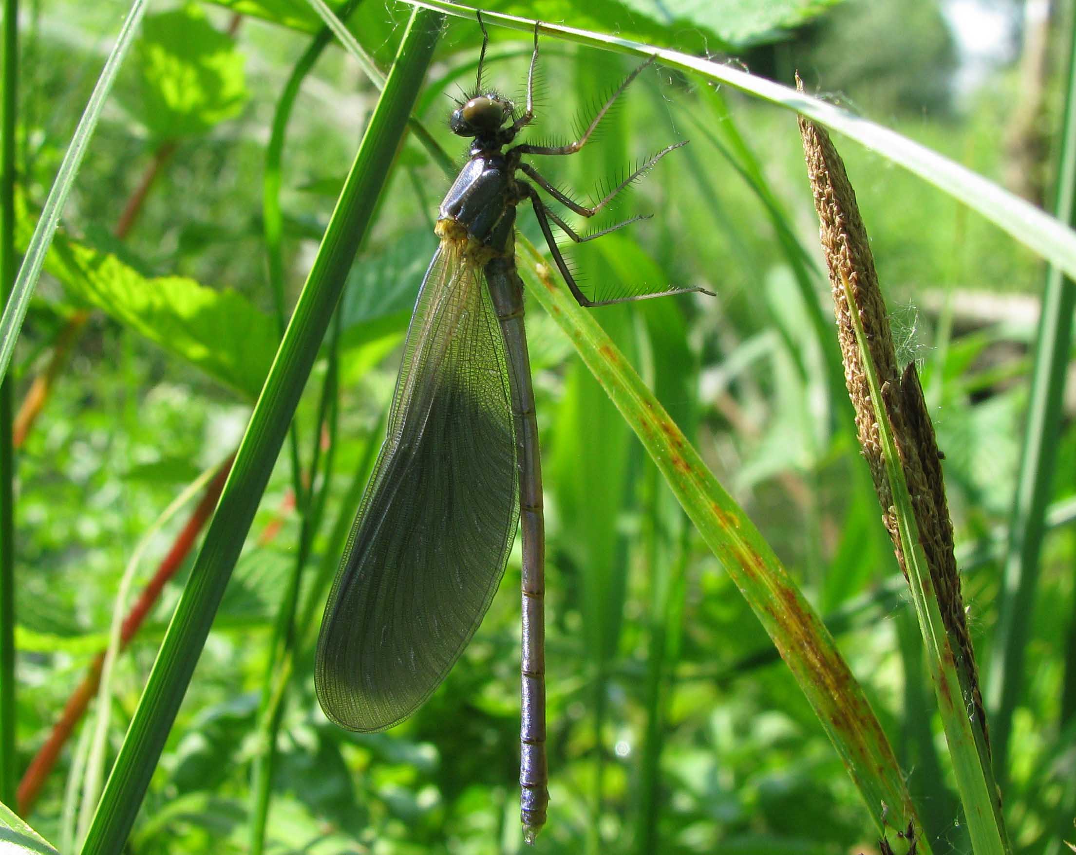 Calopteryx splendens (adulto e neosfarfallato)